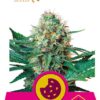 Royal Cookies de Royal Queen Seeds, son semillas de marihuana feminizadas que puedes comprar en nuestro Grow Shop online.