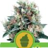 Royal Creamatic de Royal Queen Seeds, son semillas de marihuana autoflorecientes feminizadas que puedes comprar en nuestro Grow Shop online.