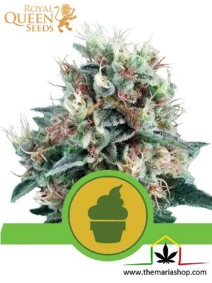 Royal Creamatic de Royal Queen Seeds, son semillas de marihuana autoflorecientes feminizadas que puedes comprar en nuestro Grow Shop online.
