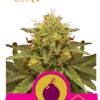 Royal Domina de Royal Queen Seeds, son semillas de marihuana feminizadas que puedes comprar en nuestro Grow Shop online.