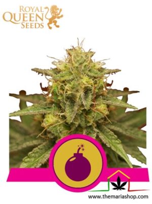 Royal Domina de Royal Queen Seeds, son semillas de marihuana feminizadas que puedes comprar en nuestro Grow Shop online.