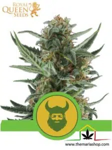 Royal Dwarf Auto de Royal Queen Seeds - Meilleures variétés pour balcon