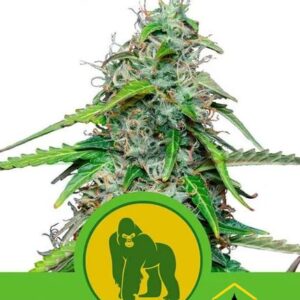 Royal Gorilla Automatic de Royal Queen Seeds, son semillas de marihuana autoflorecientes feminizadas que puedes comprar en nuestro Grow Shop online.