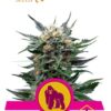 Royal Gorilla de Royal Queen Seeds, semillas de marihuana que puedes comprar en nuestra pagina web.