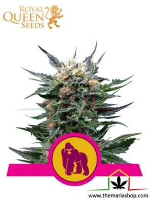 Royal Gorilla de Royal Queen Seeds, semillas de marihuana que puedes comprar en nuestra pagina web.