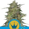 Royal Highness semillas de marihuana medicinales de Royal Queen Seeds que podrás comprar en Themariashop.