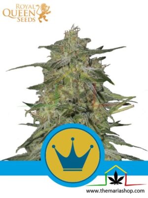 Royal Highness semillas de marihuana medicinales de Royal Queen Seeds que podrás comprar en Themariashop.