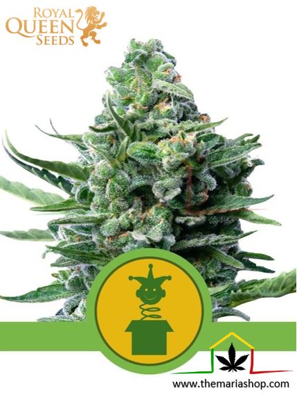 Royal Jack Automatic de Royal Queen Seeds, son semillas de marihuana autoflorecientes feminizadas que puedes comprar en nuestro Grow Shop online.