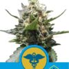 Royal Medic de Royal Queen Seeds, son semillas de marihuana CBD feminizadas