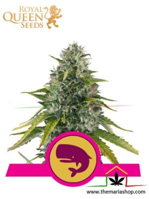 Royal Moby de Royal Queen Seeds, son semillas de marihuana feminizadas que puedes comprar en nuestro Grow Shop online.