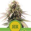 Royal Runtz Automatic de Royal Queen Seeds, son semillas de marihuana autoflorecientes feminizadas que puedes comprar en nuestro Grow Shop online.