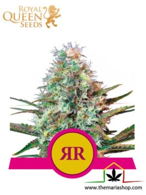 Royal Runtz de Royal Queen Seeds, son semillas de marihuana feminizadas que puedes comprar en nuestro Grow Shop online.