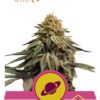 Royal Skywalker de Royal Queen Seeds, son semillas de marihuana feminizadas que puedes comprar en nuestro Grow Shop online.