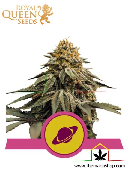 Royal Skywalker de Royal Queen Seeds, son semillas de marihuana feminizadas que puedes comprar en nuestro Grow Shop online.