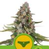 Sherbet Queen Automatic de Royal Queen Seeds, son semillas de marihuana autoflorecientes feminizadas que puedes comprar en nuestro Grow Shop online.
