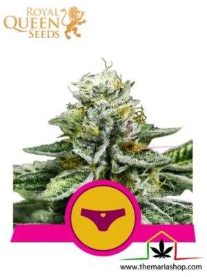 Sherbet Queen de Royal Queen Seeds, son semillas de marihuana feminizadas que puedes comprar en nuestro Grow Shop online.