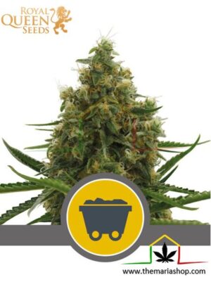 Shining Silver Haze Regular de Royal Queen Seeds, son semillas de marihuana regulares que puedes comprar en nuestro Grow Shop online.