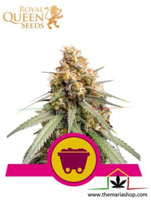 Shining Silver Haze de Royal Queen Seeds, son semillas de marihuana feminizadas que puedes comprar en nuestro Grow Shop online.