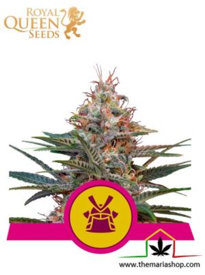 Shogun de Royal Queen Seeds, son semillas de marihuana feminizadas que puedes comprar en nuestro Grow Shop online.