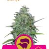 Skunk XL de Royal Queen Seeds, son semillas de marihuana feminizadas que puedes comprar en nuestro Grow Shop online.