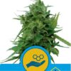 Solomatic CBD Auto - Royal Queen Seeds