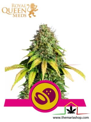 Somango XL de Royal Queen Seeds, son semillas de marihuana feminizadas que puedes comprar en nuestro Grow Shop online.