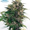 Somango#47 Auto de Positronics Seeds son semillas de marihuana autoflorecientes feminizadas que puedes comprar en nuestro Grow Shop al mejor precio.