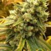 Sour Diesel de Royal Queen Seeds, son semillas de marihuana feminizadas que puedes comprar en nuestro Grow Shop online.