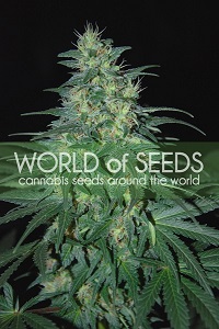 South African Kwazulu of World of Seeds, are feminized cannabis seeds that you can buy in our grow shop online.