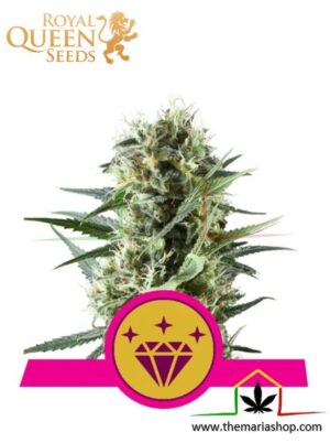 Special Kush #1 de Royal Queen Seeds,semillas de marihuana feminizadas que puedes comprar en nuestro Grow Shop online.