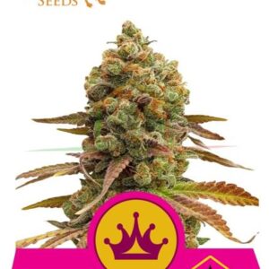 Special Queen#1 de Royal Queen Seeds, son semillas de marihuana feminizadas que puedes comprar en nuestro Grow Shop