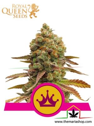 Special Queen#1 de Royal Queen Seeds, son semillas de marihuana feminizadas que puedes comprar en nuestro Grow Shop