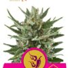 Speedy Chile Fast Flowering de Royal Queen Seeds, son semillas de marihuana feminizadas que puedes comprar en nuestro Grow Shop online.