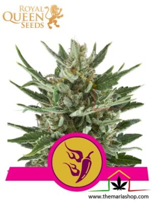 Speedy Chile Fast Flowering - Royal Queen Seeds