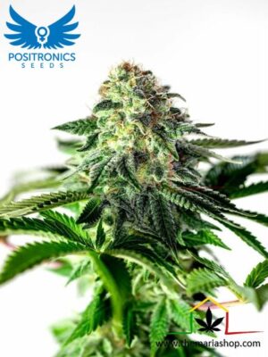 Sticky Dream Auto de Positronics Seeds son semillas de marihuana autoflorecientes feminizadas que puedes comprar en nuestro Grow Shop al mejor precio.