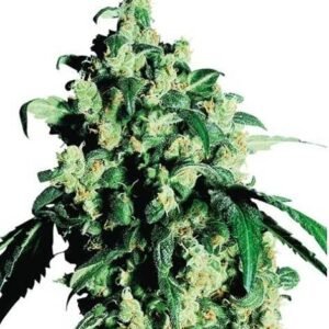 Super Skunk feminizada de Sensi Seeds