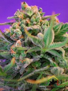 Sweet Cheese son semillas de marihuana feminizadas de Sweet Seeds que puedes comprar en nuestro grow shop online.