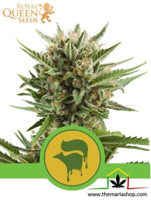 Sweet Skunk Automatic de Royal Queen Seeds, son semillas de marihuana autoflorecientes feminizadas que puedes comprar en nuestro Grow Shop online.