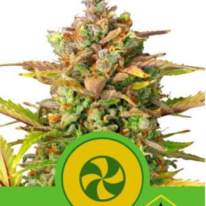 Sweet ZZ Automatic de Royal Queen Seeds, son semillas de marihuana autoflorecientes feminizadas que puedes comprar en nuestro Grow Shop online.