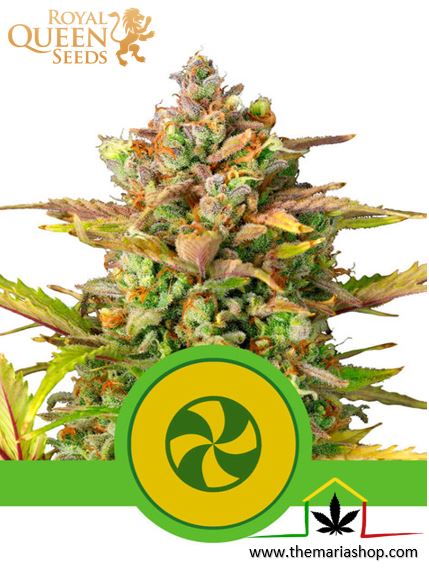 Sweet ZZ Automatic de Royal Queen Seeds, son semillas de marihuana autoflorecientes feminizadas que puedes comprar en nuestro Grow Shop online.