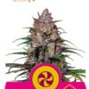 Sweet ZZ de Royal Queen Seeds, son semillas de marihuana feminizadas que puedes comprar en nuestro Grow Shop online.