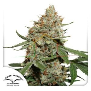 Skunk#11 - Dutch Passion