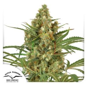 Snow Bud - Dutch Passion