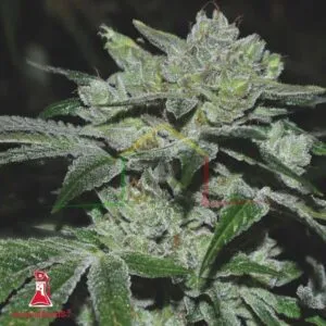 Sour Glue - Medical Seeds