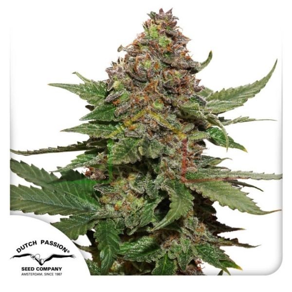Strawberry Cough - Dutch Passion