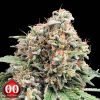 Sweet Critical 2.0 - 00 Seeds