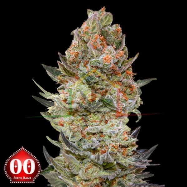 Sweet Critical CBD - 00 Seeds