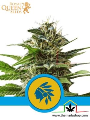 Tatanka Pure CBD de Royal Queen Seeds, son semillas de marihuana CBD feminizadas que puedes comprar en nuestro Grow Shop online.