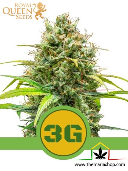 Triple G Automatic de Royal Queen Seeds, son semillas de marihuana autoflorecientes feminizadas que puedes comprar en nuestro Grow Shop online.
