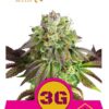 Triple G de Royal Queen Seeds, son semillas de marihuana feminizadas que puedes comprar en nuestro Grow Shop online.